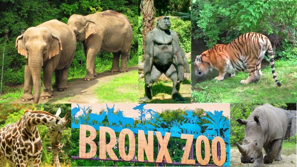 Bronx Zoo Membership Discount Orange County NY Moms